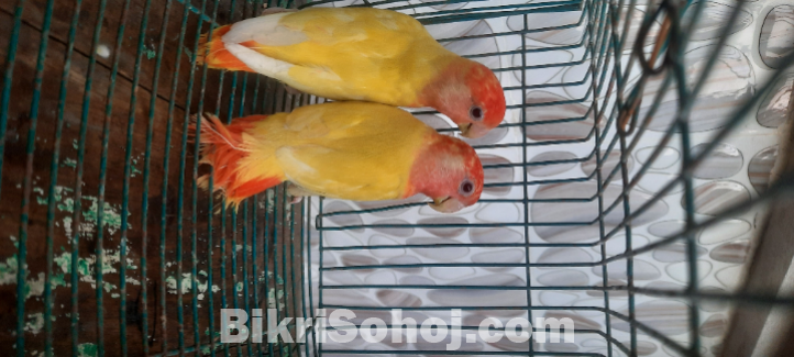 Lutino opaline